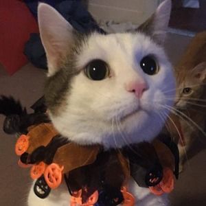 Meet your Posher, Bd